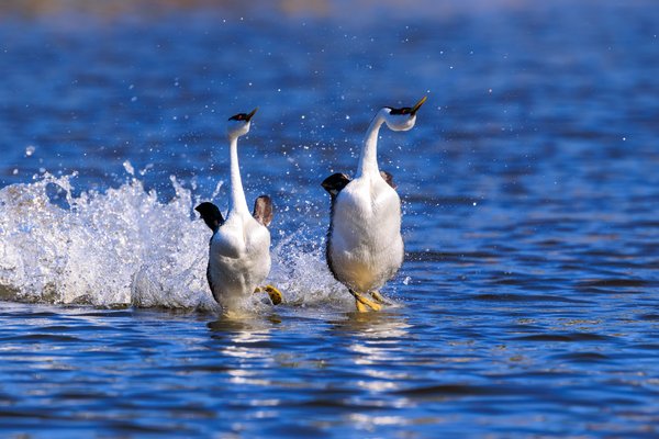 Western Grebe