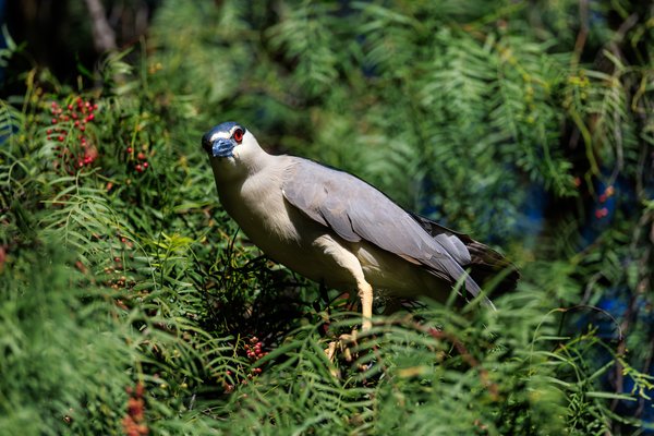 Black-crowned Night-Heron