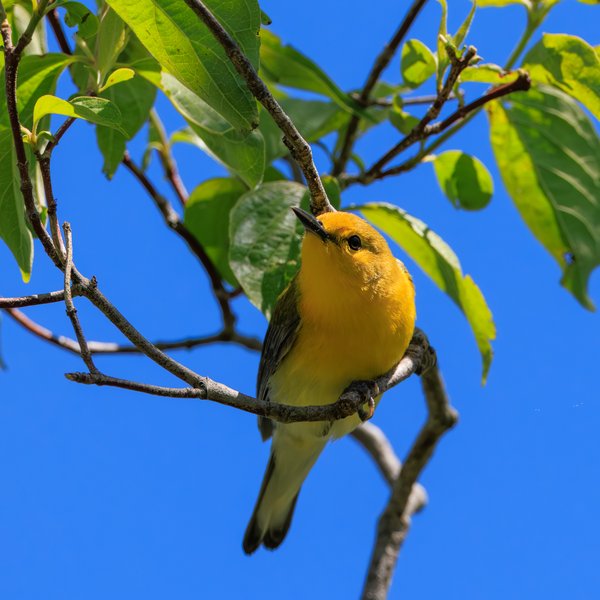 Prothonotary Warbler