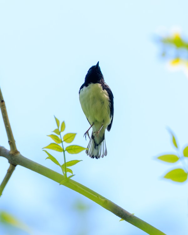 Black-throated Blue Warbler