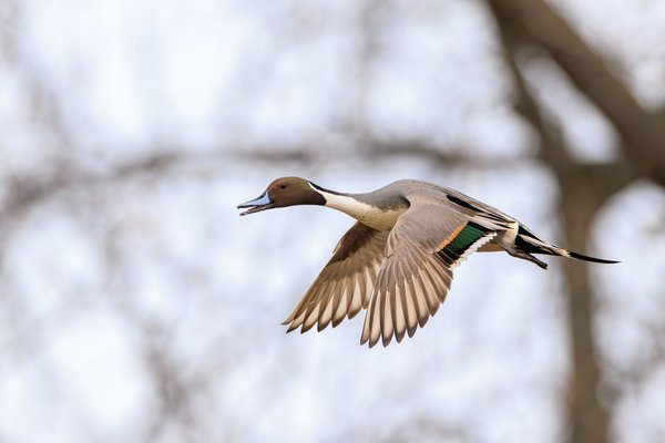 Northern Pintail