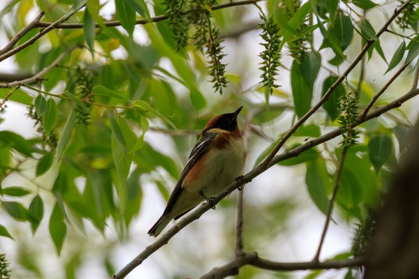 Bay-breasted Warbler