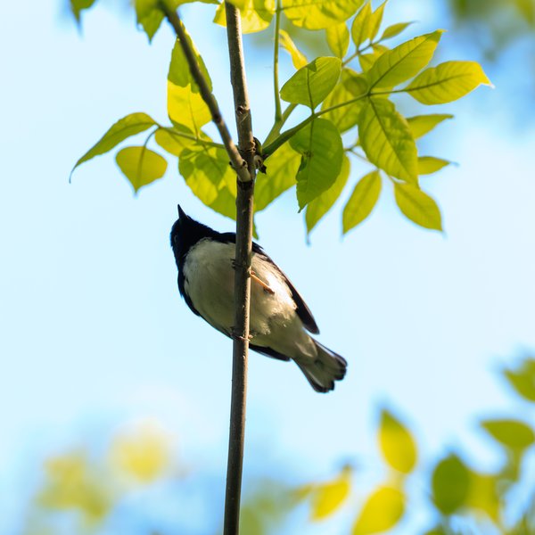 Black-throated Blue Warbler