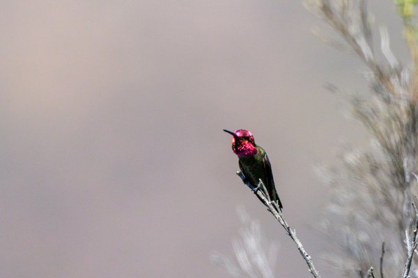 Anna's Hummingbird