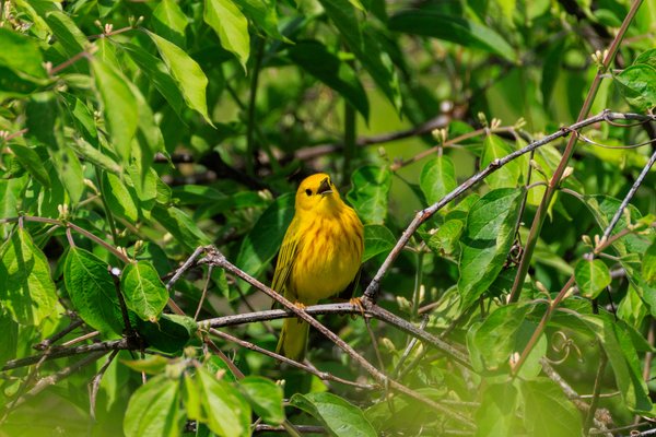Northern Yellow Warbler