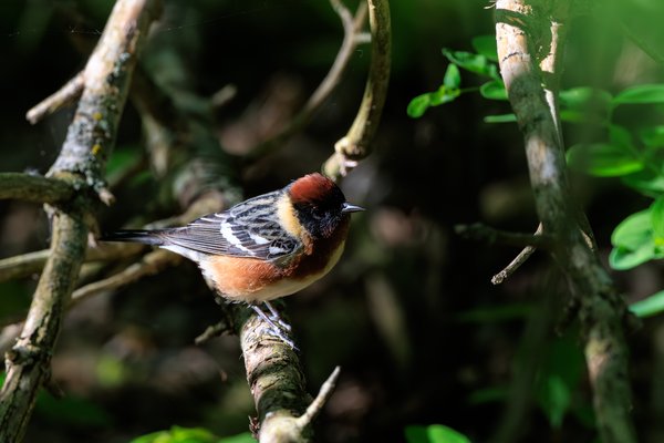 Bay-breasted Warbler