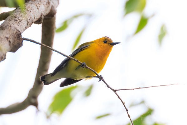 Prothonotary Warbler