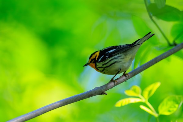 Blackburnian Warbler