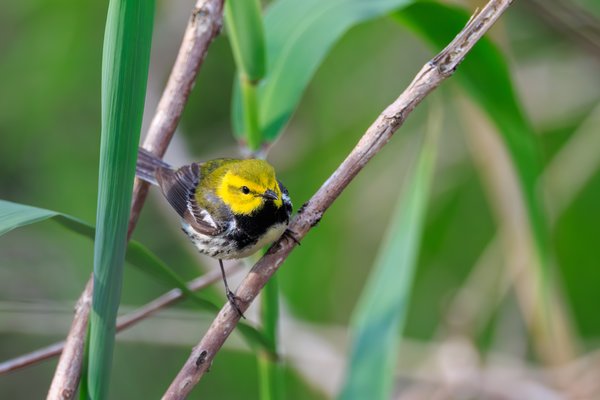 Black-throated Green Warbler