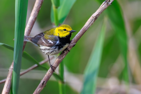Black-throated Green Warbler