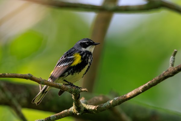 Yellow-rumped Warbler