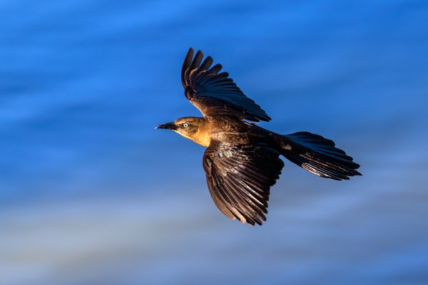 Great-tailed Grackle