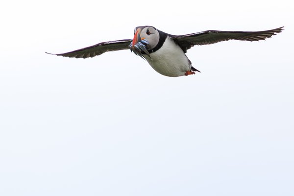 Atlantic Puffin