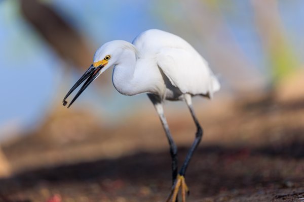 Snowy Egret