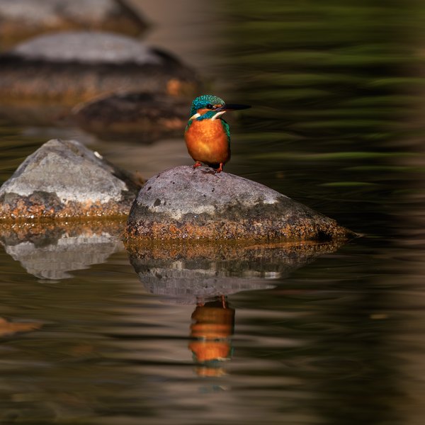 Common Kingfisher