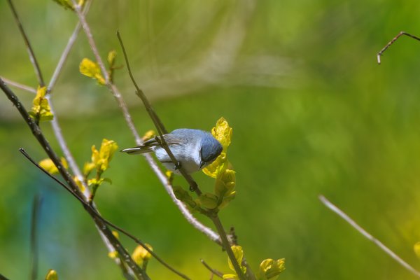Blue-gray Gnatcatcher