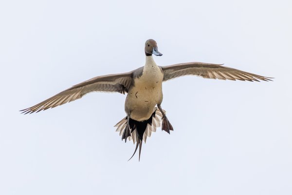 Northern Pintail