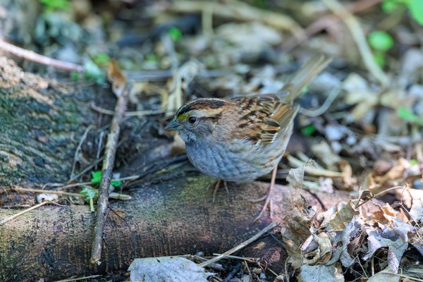 White-throated Sparrow