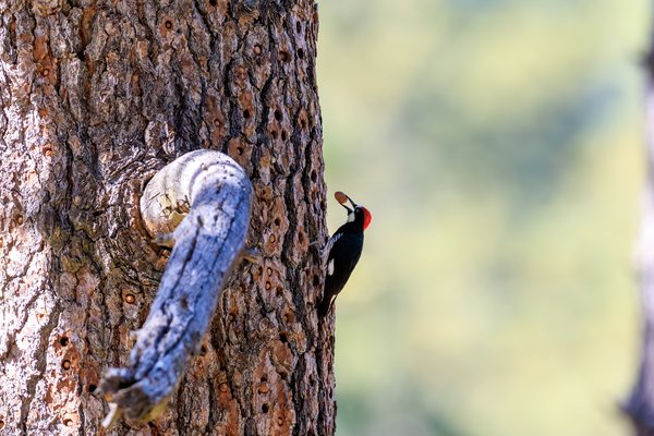 Acorn Woodpecker