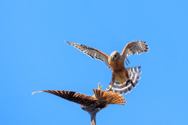 Red-shouldered Hawk