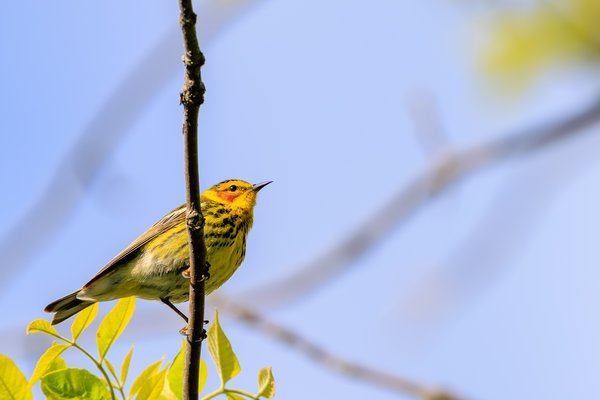 Cape May Warbler