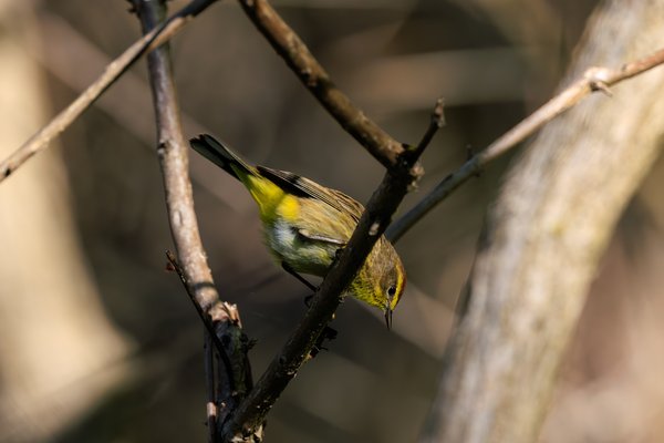 Palm Warbler