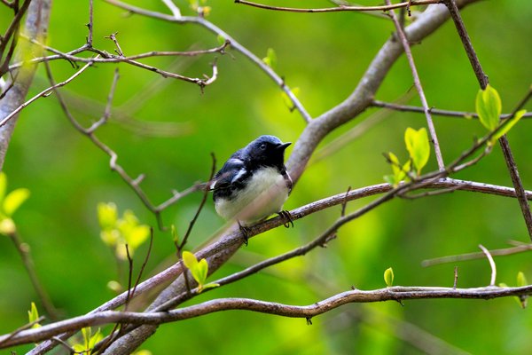 Black-throated Blue Warbler