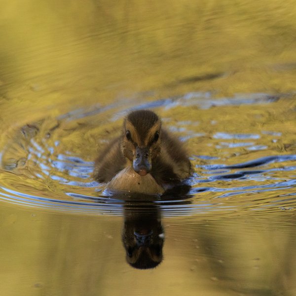 Mallard