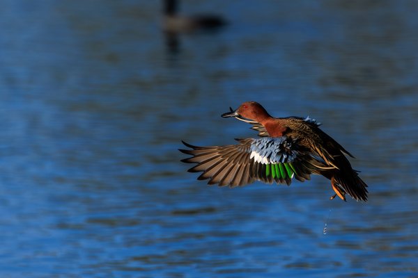 Cinnamon Teal