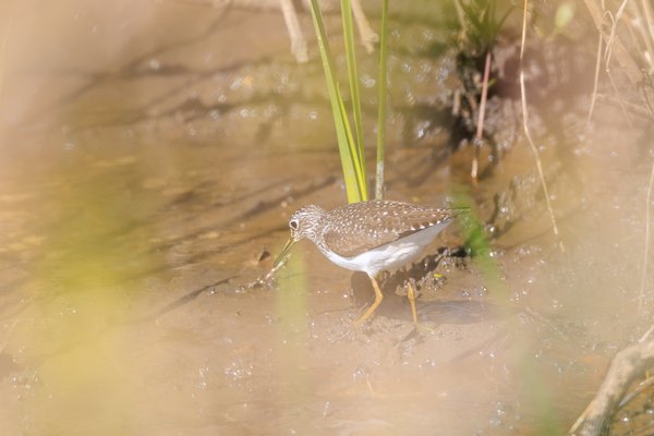 Solitary Sandpiper