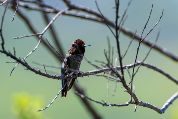 Anna's Hummingbird