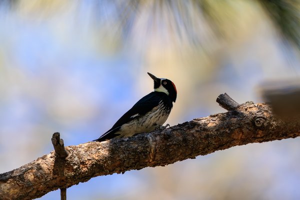 Acorn Woodpecker