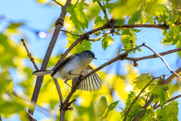Blue-gray Gnatcatcher