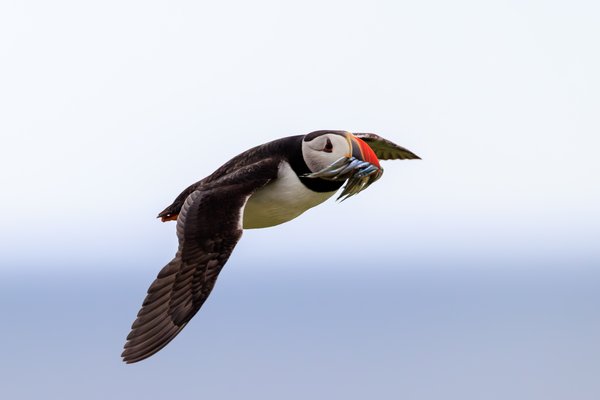 Atlantic Puffin