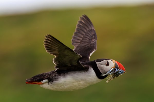 Atlantic Puffin
