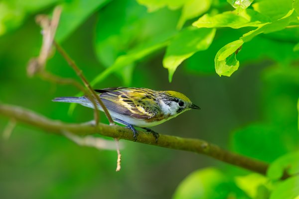 Chestnut-sided Warbler