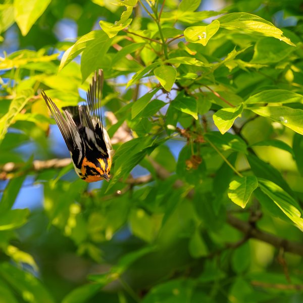 Blackburnian Warbler
