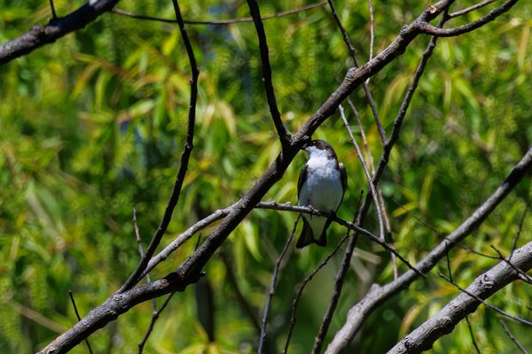 Tree Swallow