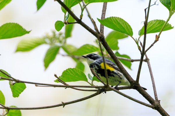 Yellow-rumped Warbler