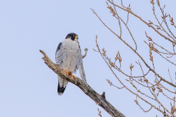 Peregrine Falcon