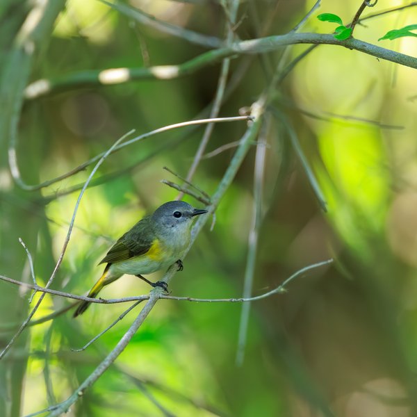 American Redstart