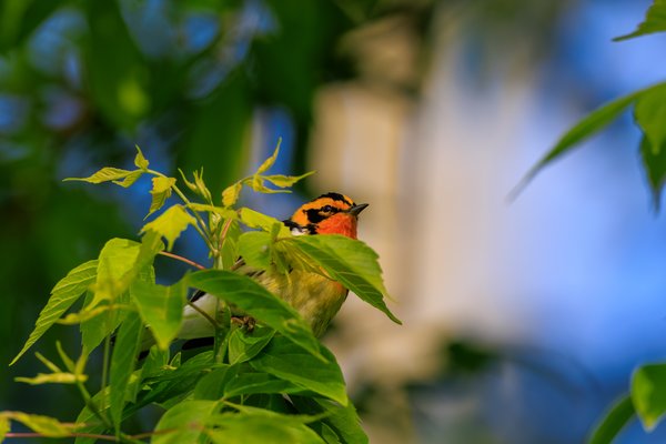 Blackburnian Warbler