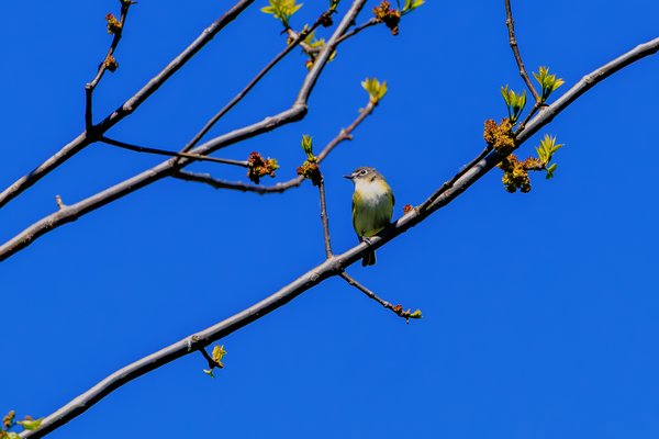 Blue-headed Vireo
