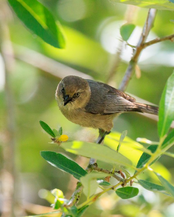 Bushtit