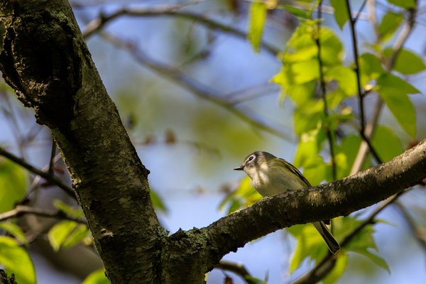 Blue-headed Vireo