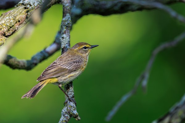 Palm Warbler
