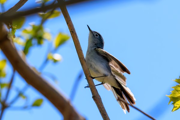 Blue-gray Gnatcatcher