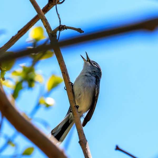 Blue-gray Gnatcatcher