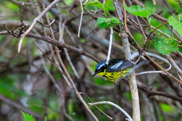 Magnolia Warbler