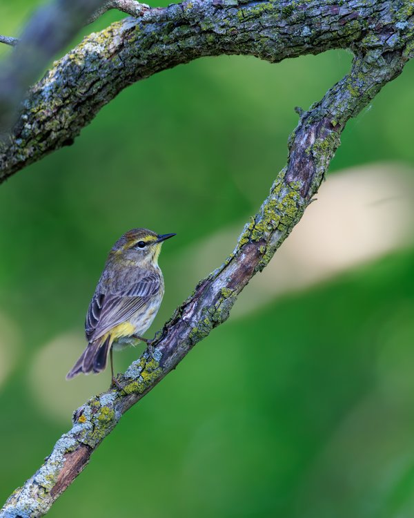 Palm Warbler